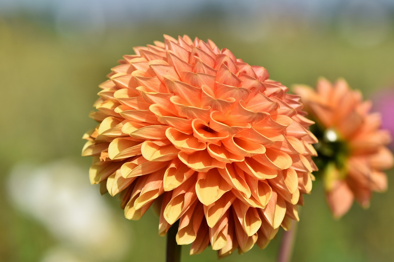 dahlia  dahlias bud  flower free photo