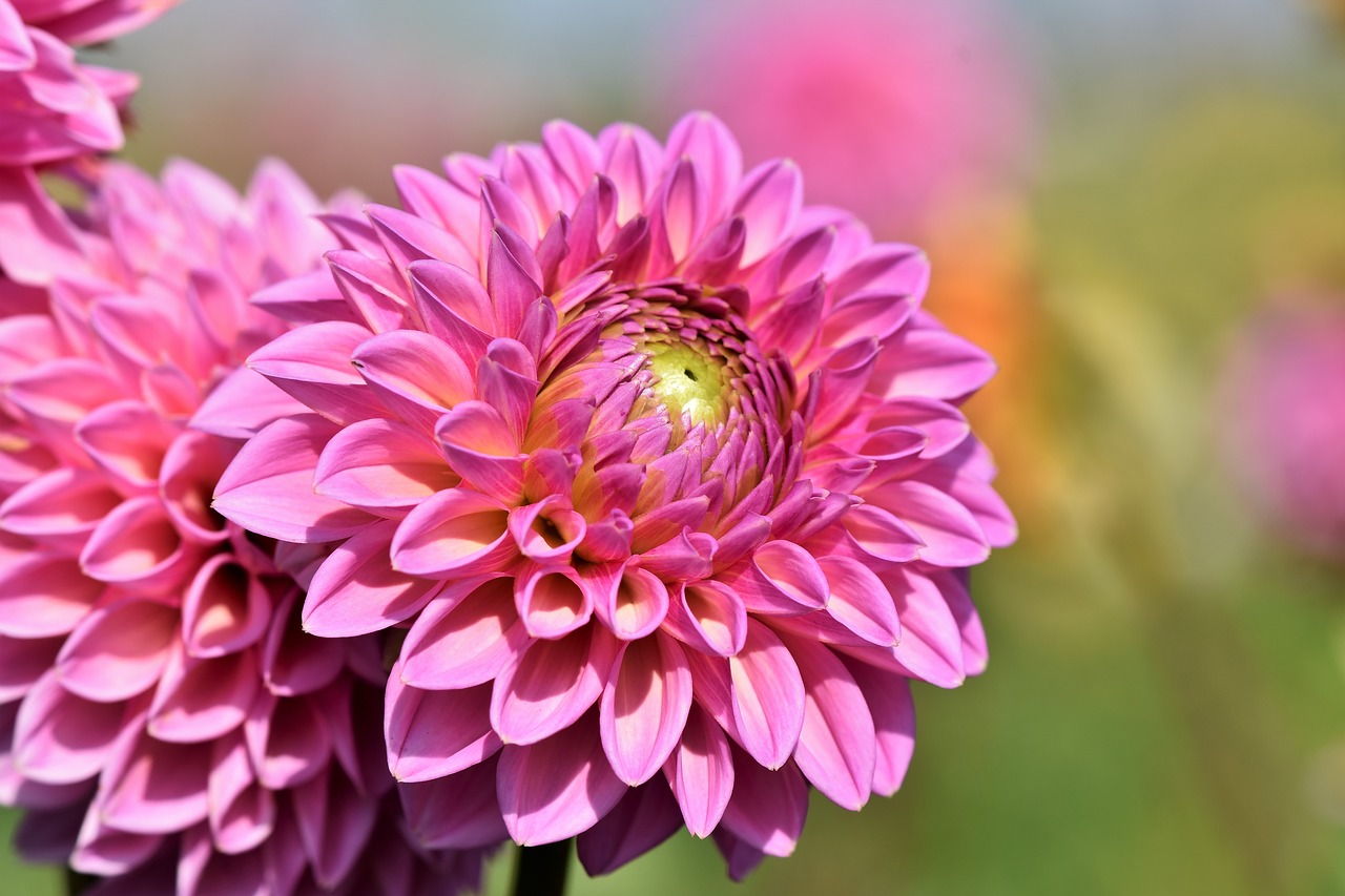 dahlia  dahlias bud  flower free photo