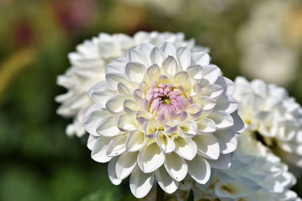 dahlia  dahlias bud  flower free photo