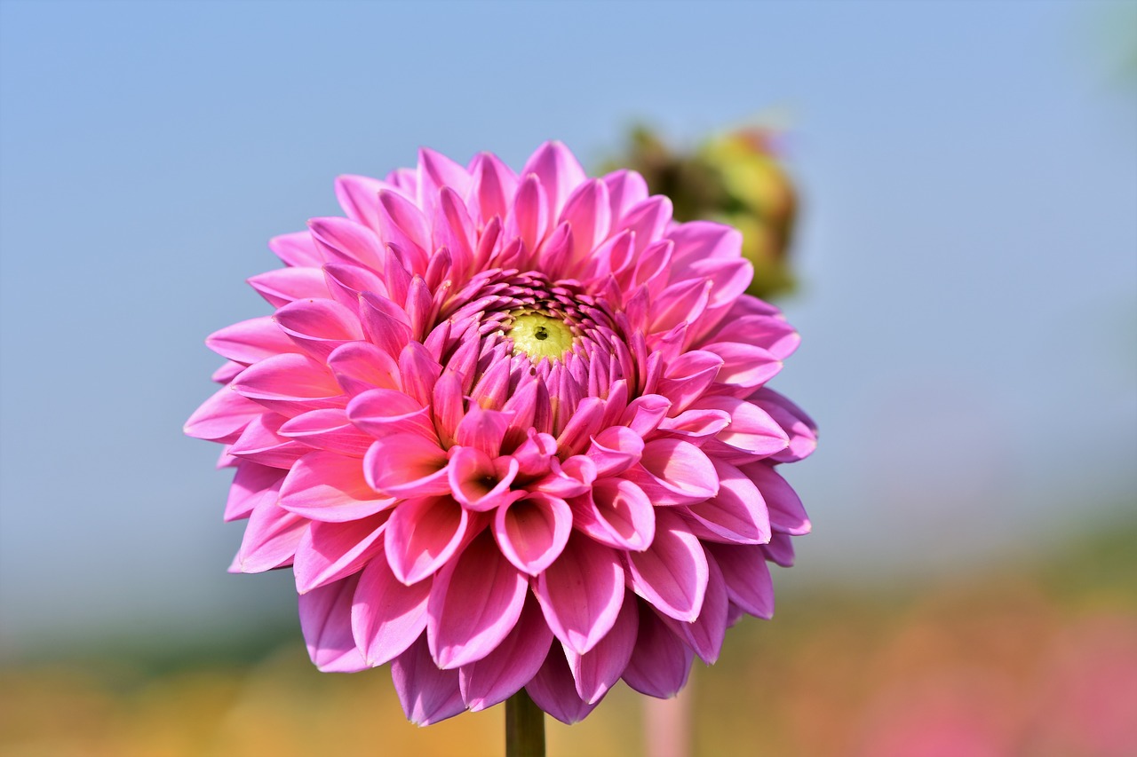 dahlia  dahlias bud  flower free photo