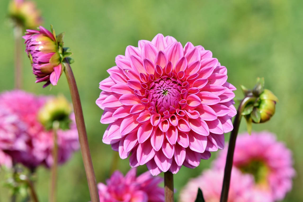 dahlia  dahlias bud  flower free photo