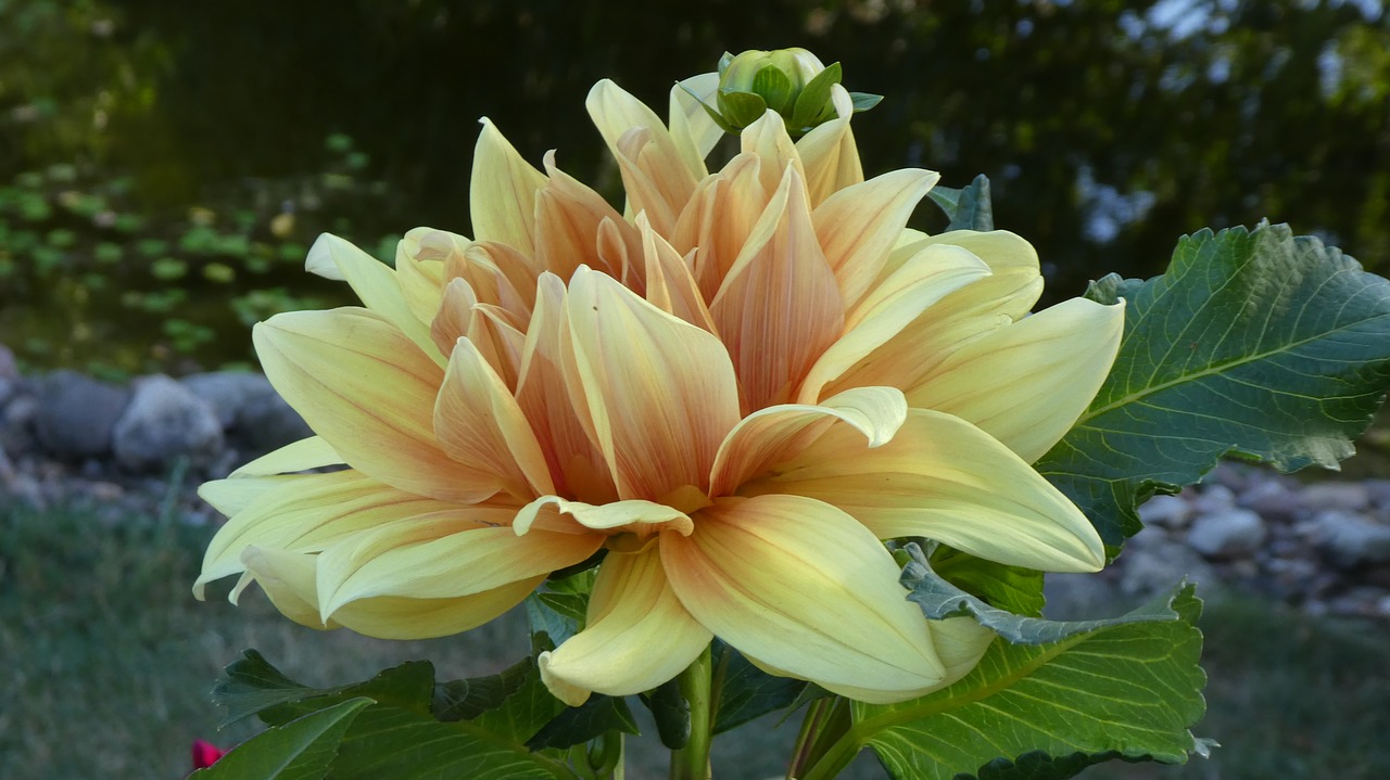 dahlia  yellow flower  summer free photo