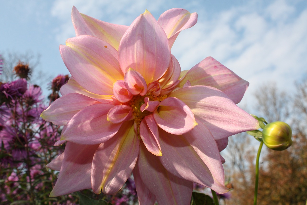 dahlia  autumn  garden free photo