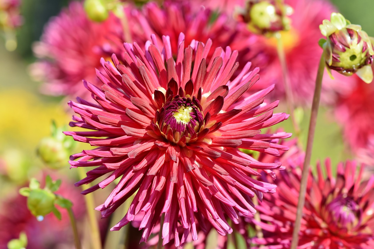 dahlia  cactus dahlia  flower garden free photo