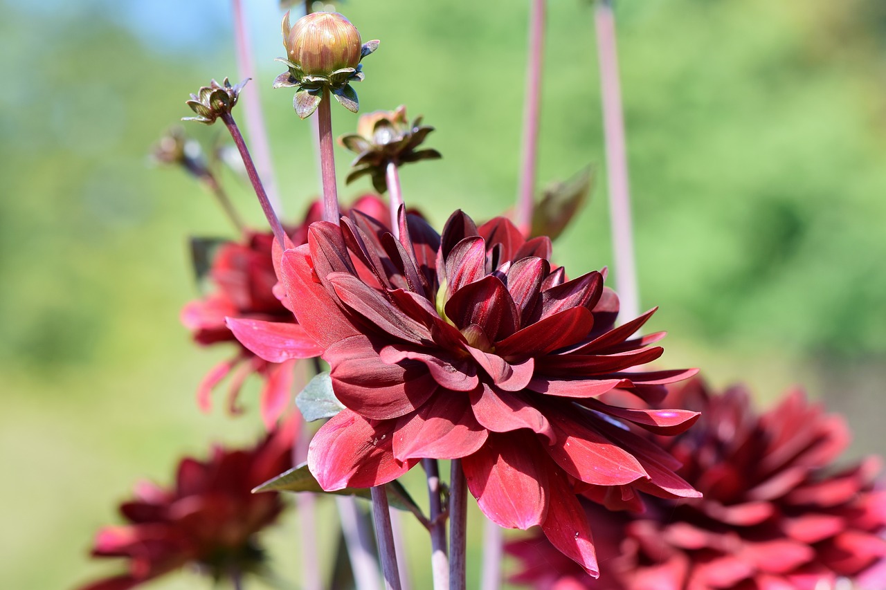 dahlia  dahlias bud  flower free photo