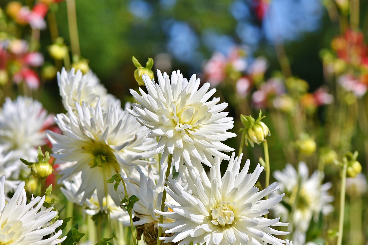 dahlia  cactus dahlia  flower garden free photo