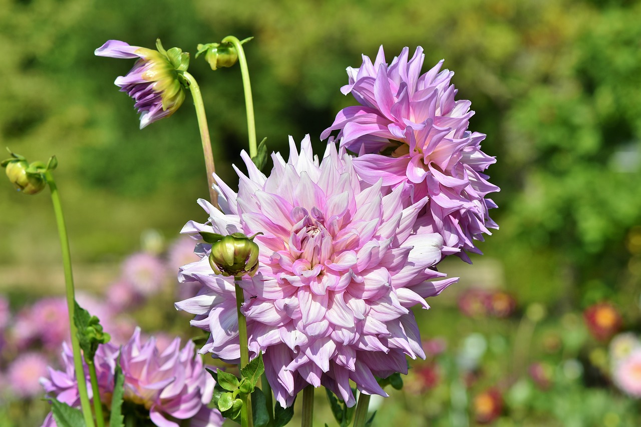 dahlia  cactus dahlia  flower garden free photo