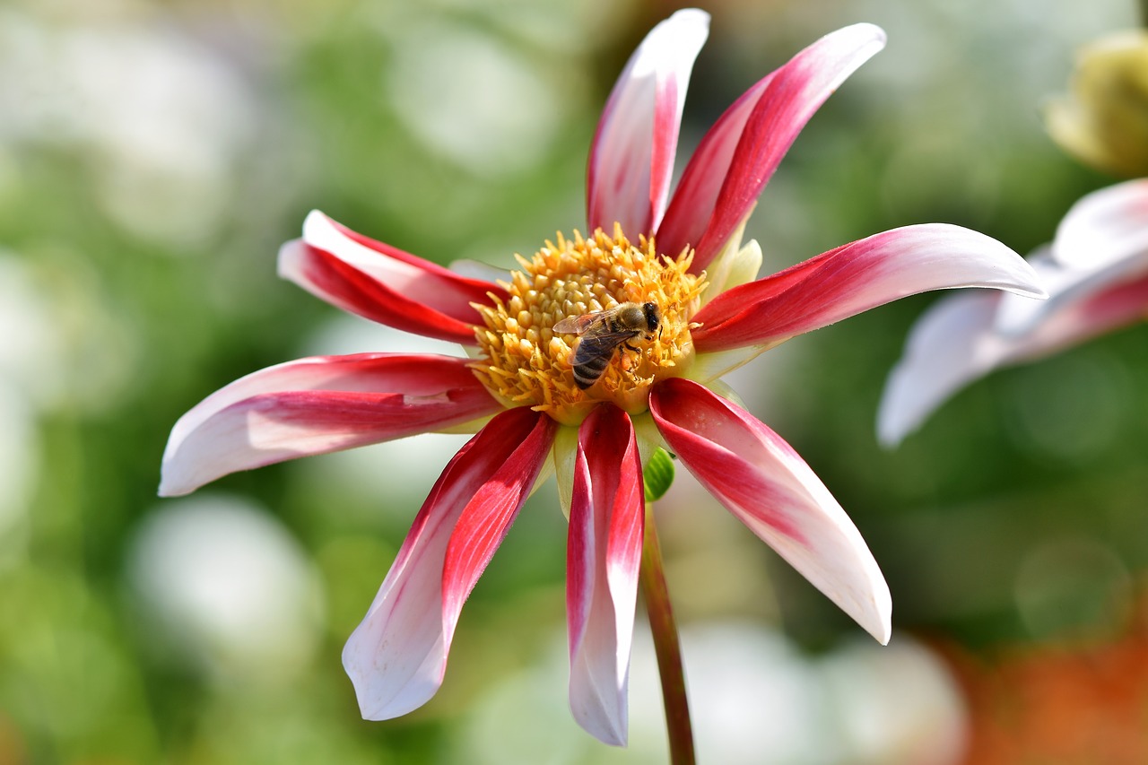 dahlia  bee  sprinkle free photo