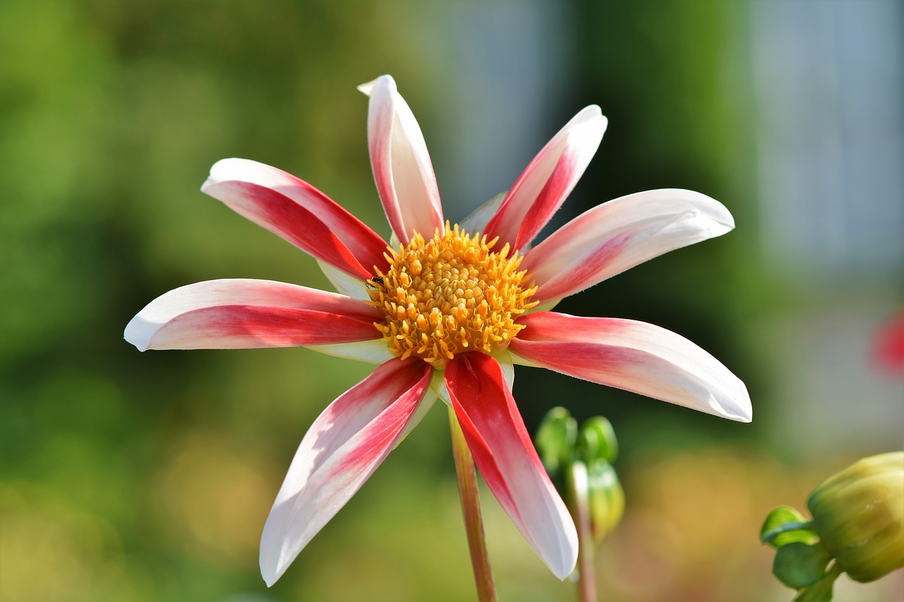 dahlia  dahlias bud  flower free photo