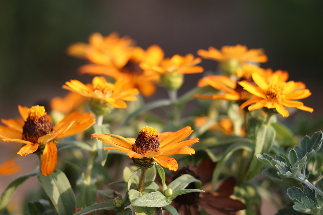 dahlia  orange  plant free photo