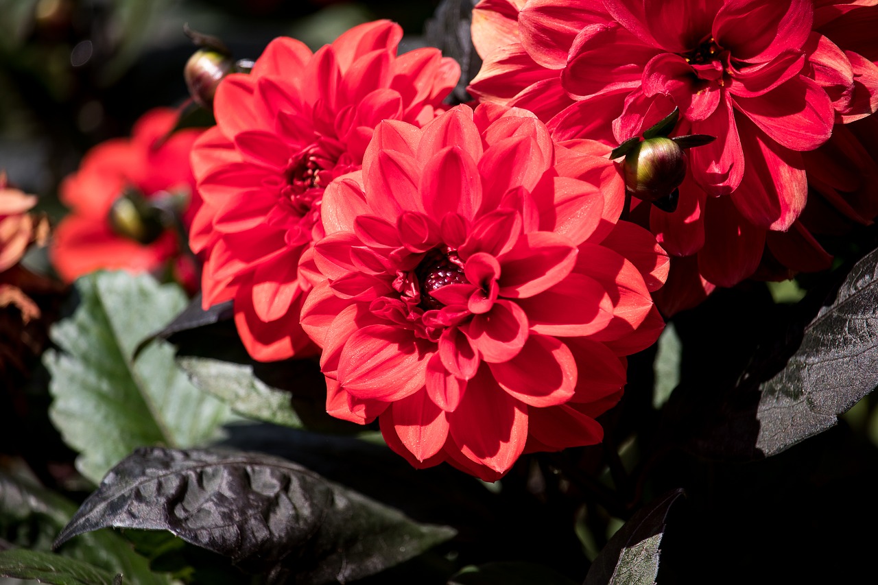 dahlia  blossom  bloom free photo