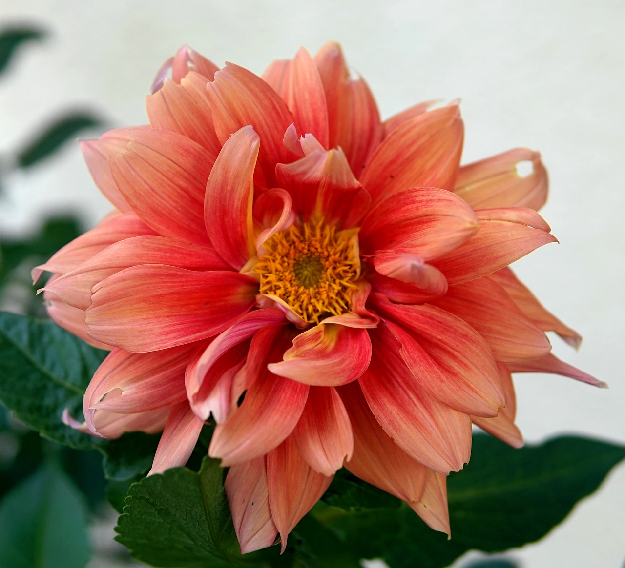 dahlia  blossom  bloom free photo