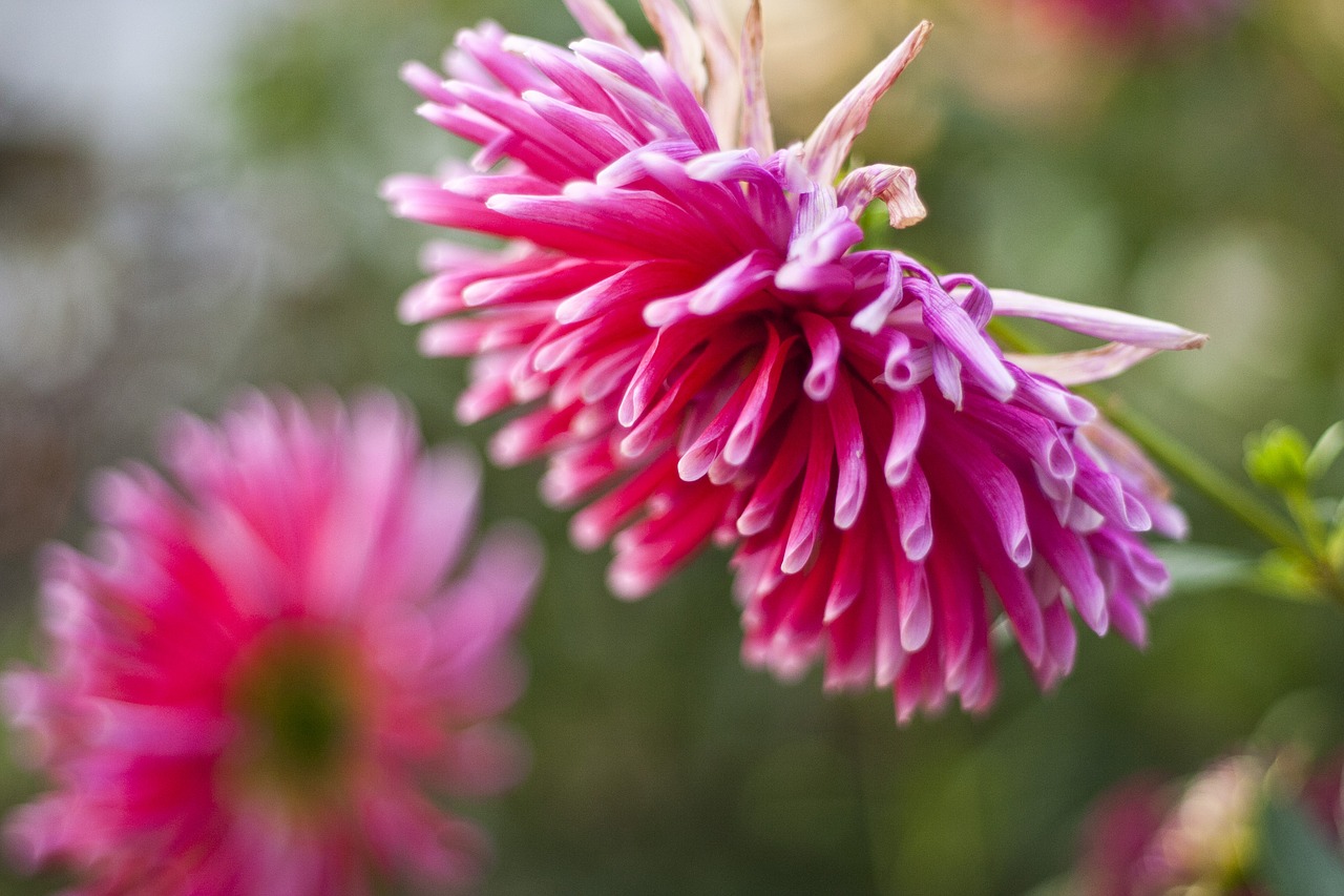 dahlia  flower  pink free photo