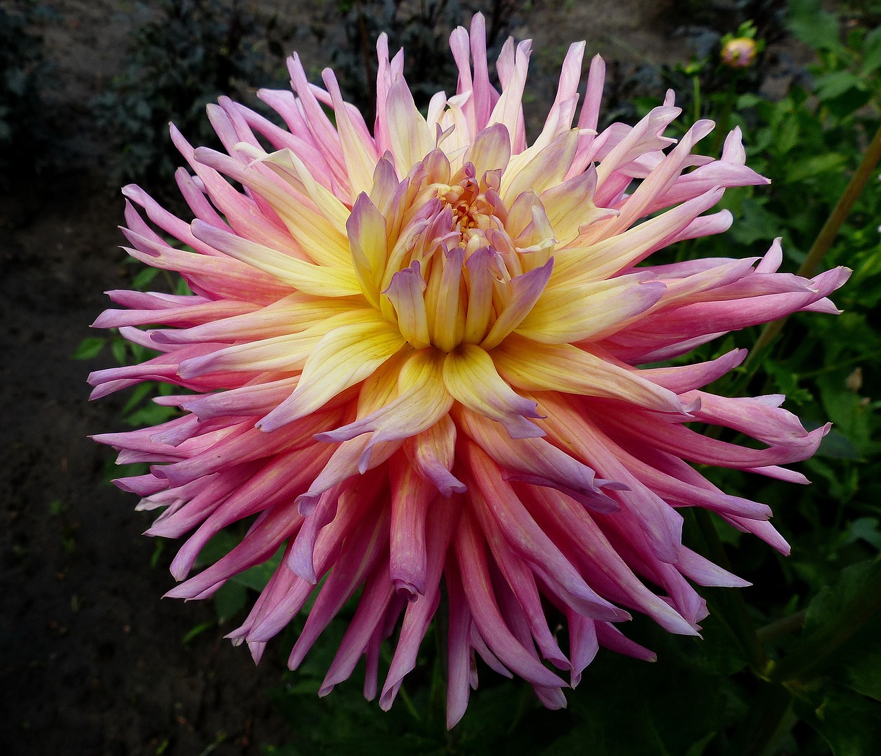 dahlia  flower  bright free photo