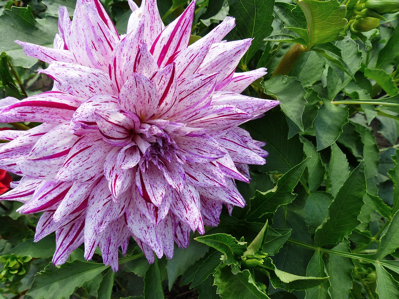 dahlia  flower  striped free photo