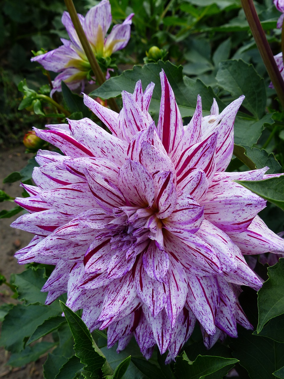 dahlia  flower  striped free photo