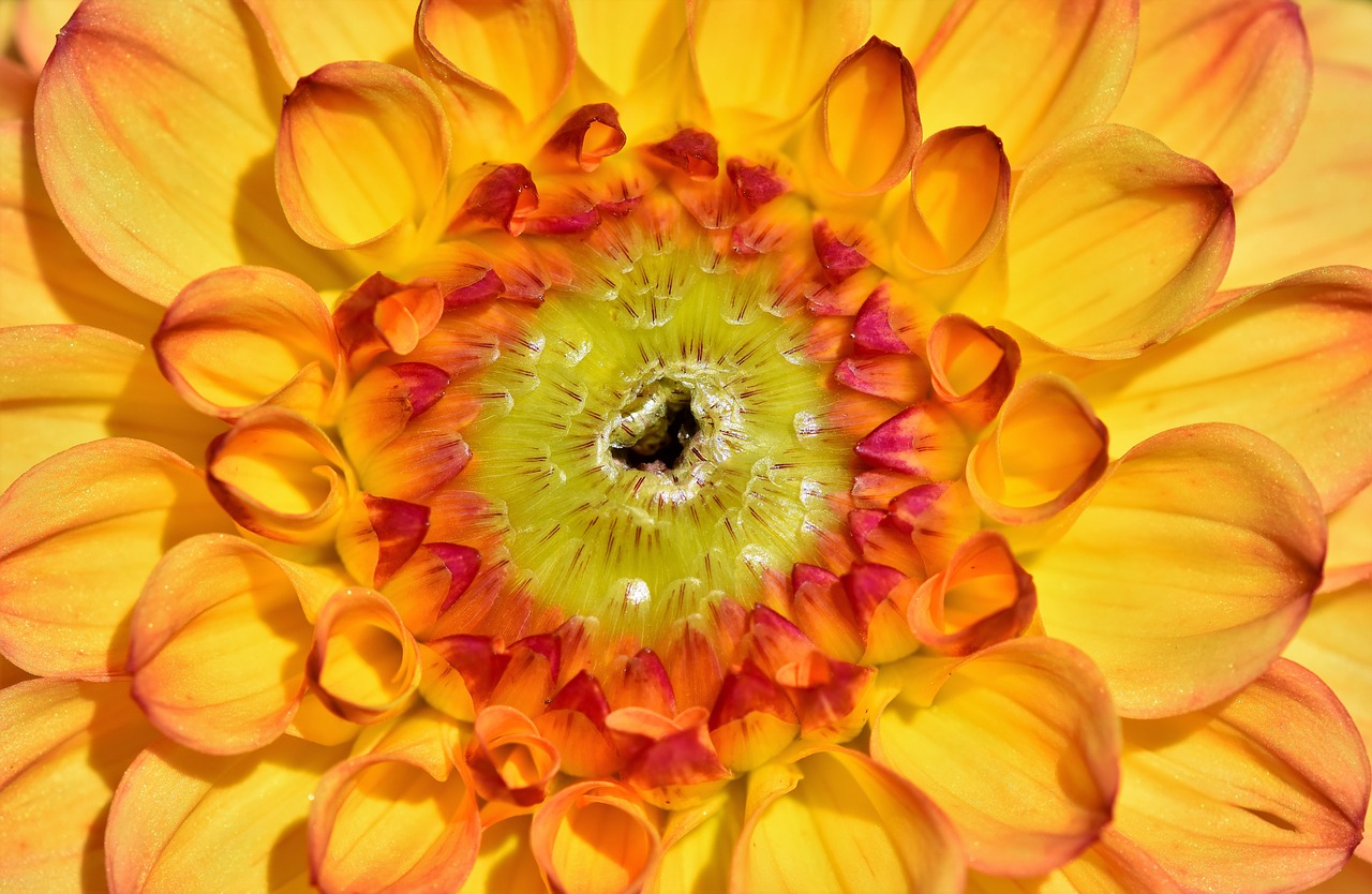 dahlia  dahlias bud  flower free photo