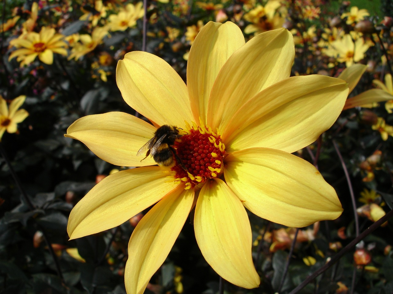 dahlia flower blossom free photo