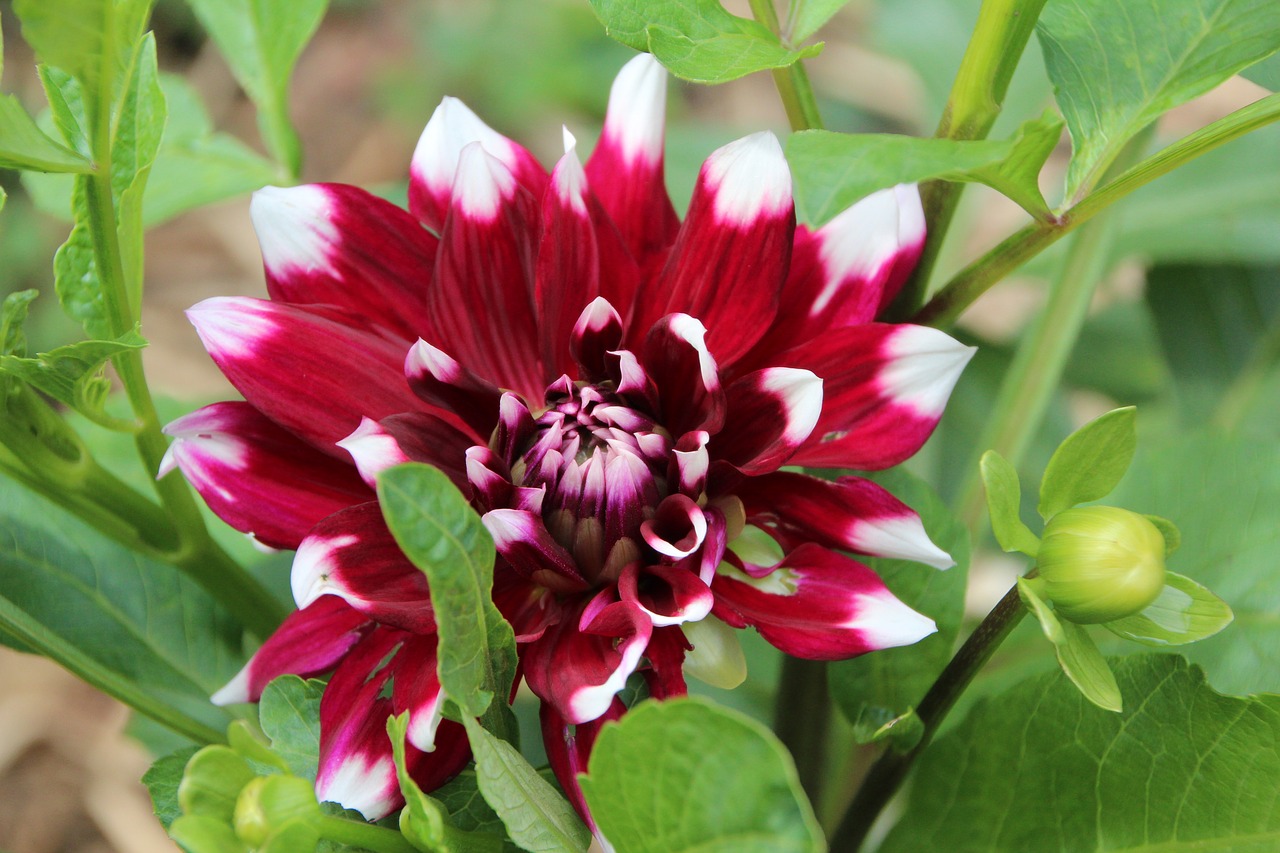 dahlia  red dahlia white  dahlia bicolor free photo