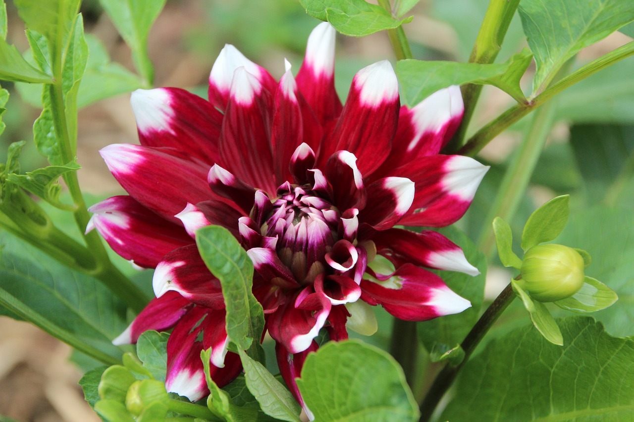 dahlia  red dahlia white  dahlia bicolor free photo