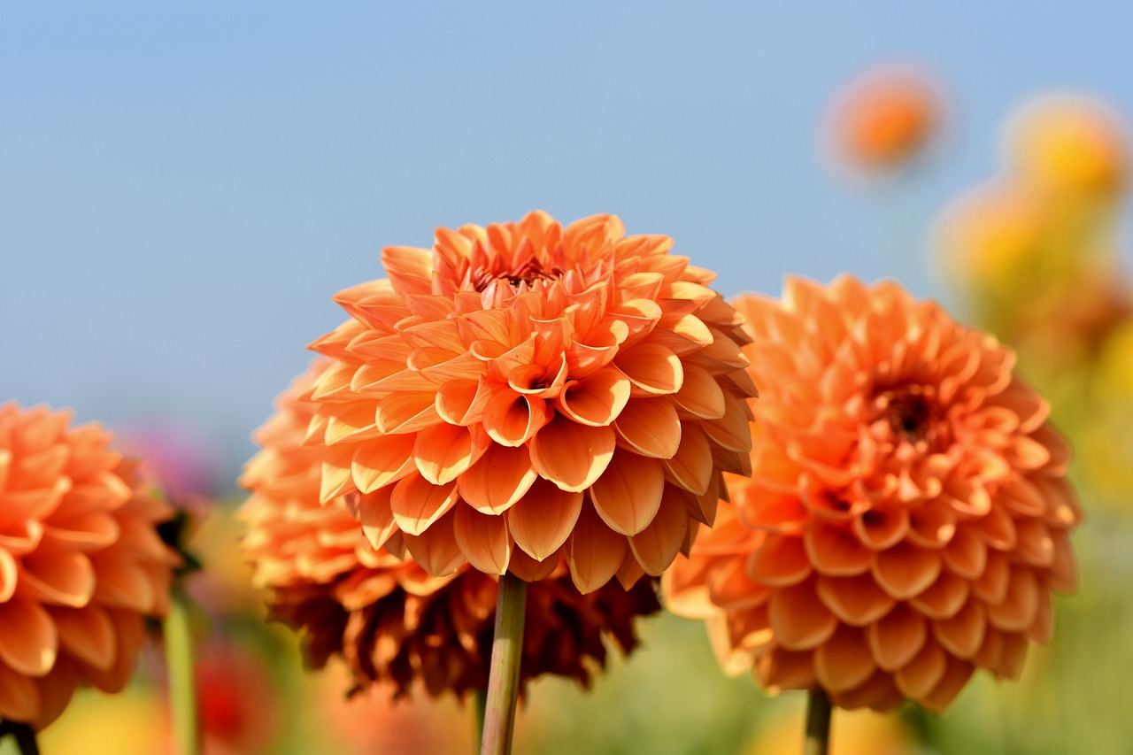 dahlia  dahlias bud  flower free photo