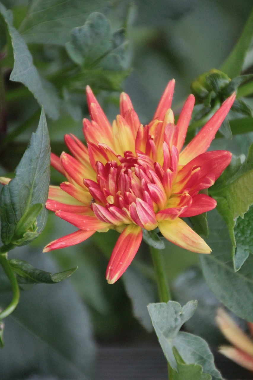 dahlia  dahlia orange  flower free photo