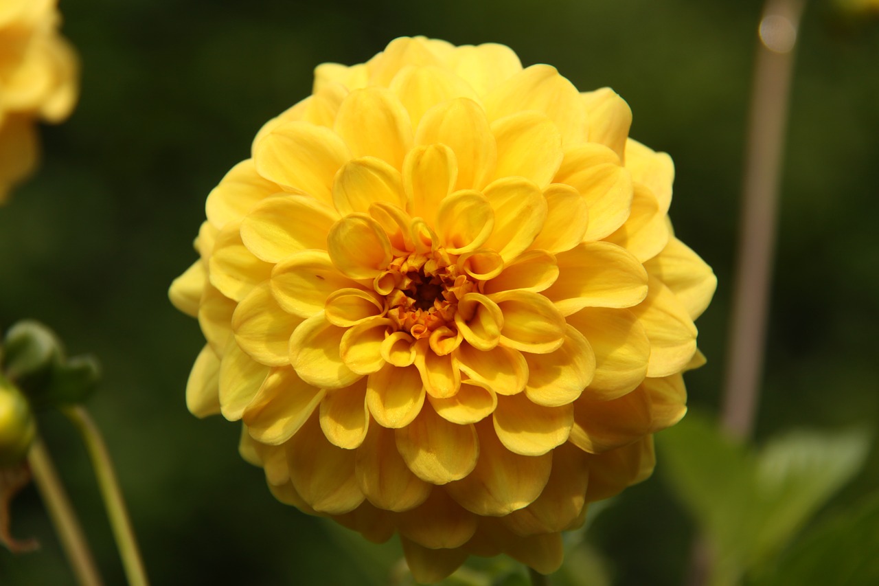 dahlia  yellow  flower free photo