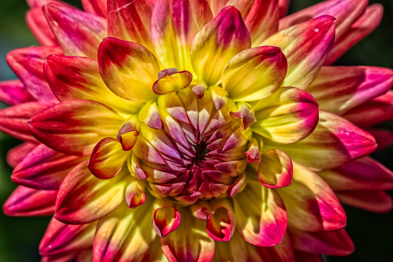 dahlia  flower  summer free photo