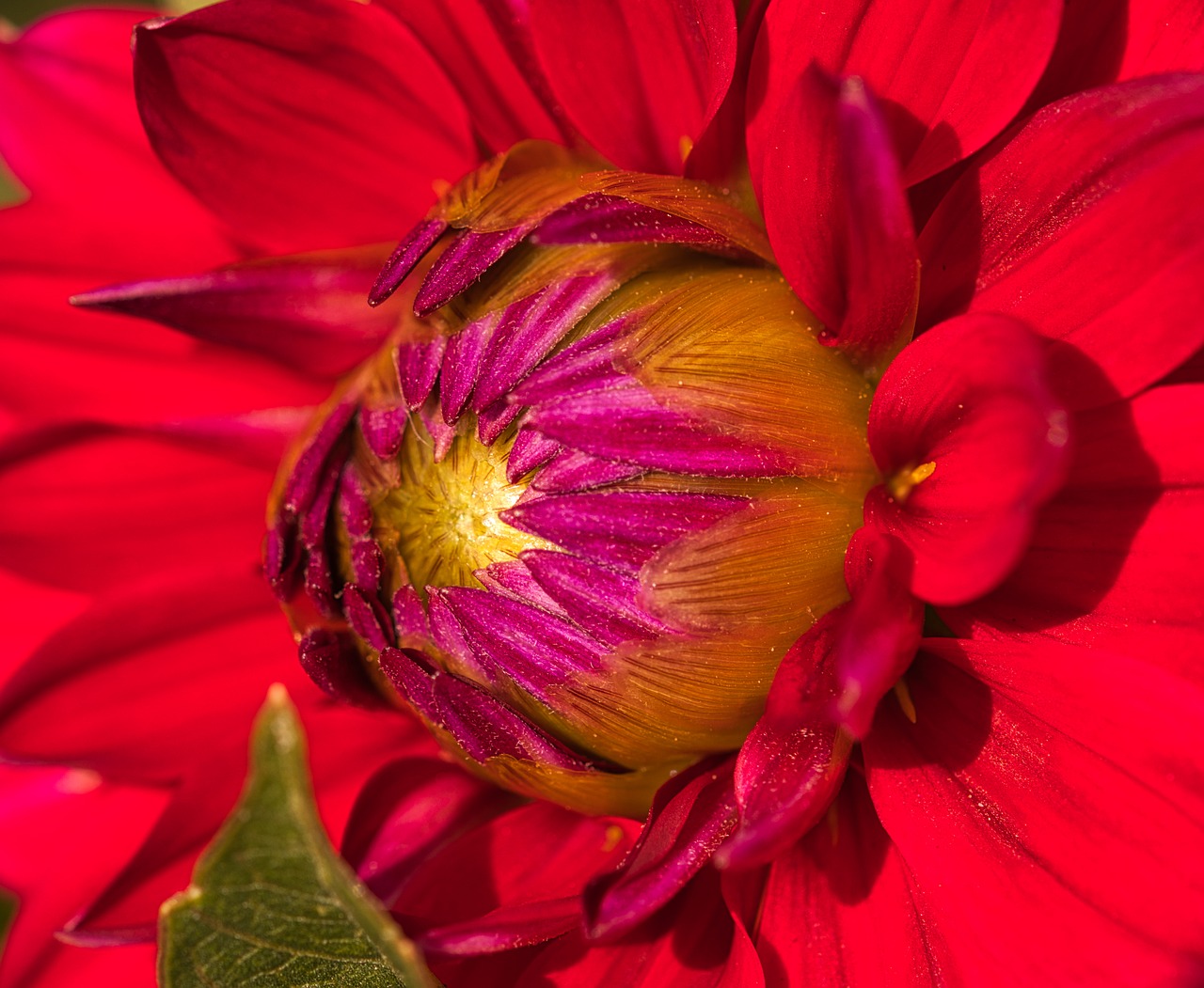 dahlia  red  blossom free photo