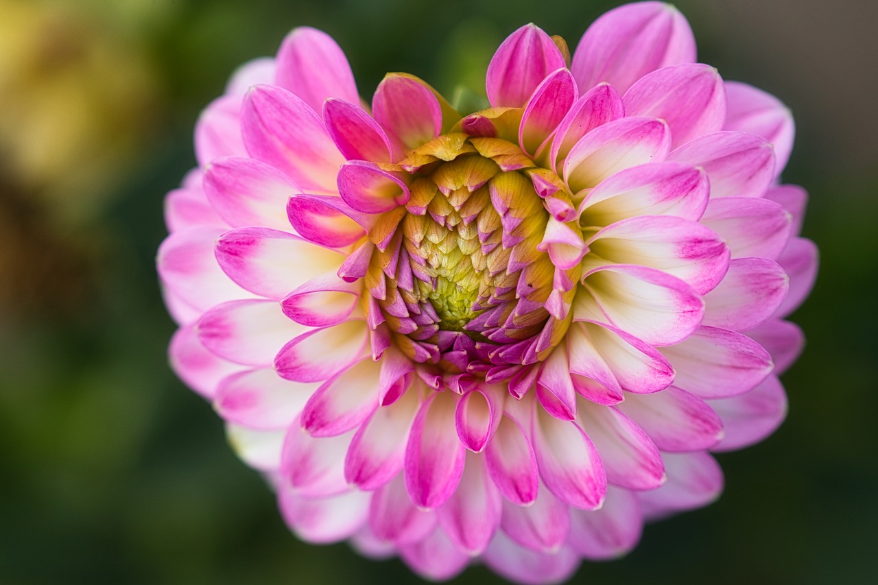 dahlia  pink  blossom free photo