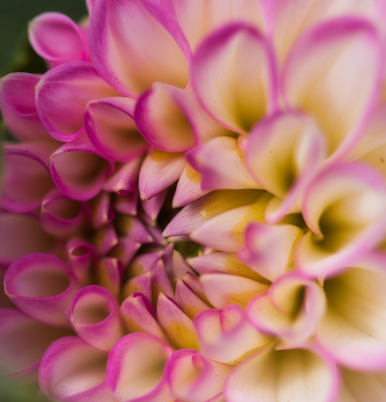 dahlia  blossom  bloom free photo