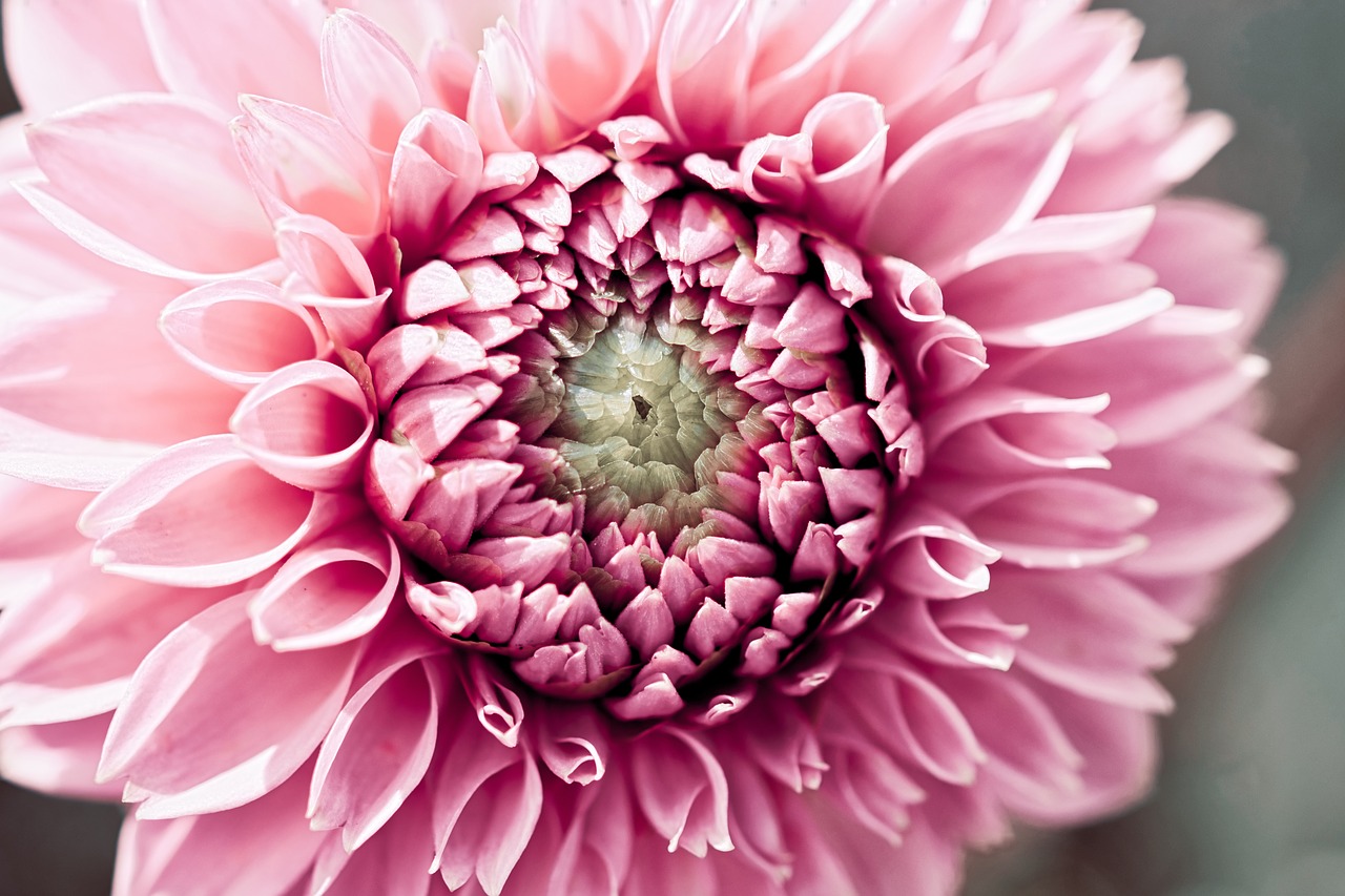 dahlia  pink  nature free photo