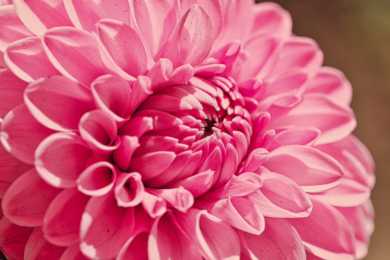 dahlia  pink  flower free photo