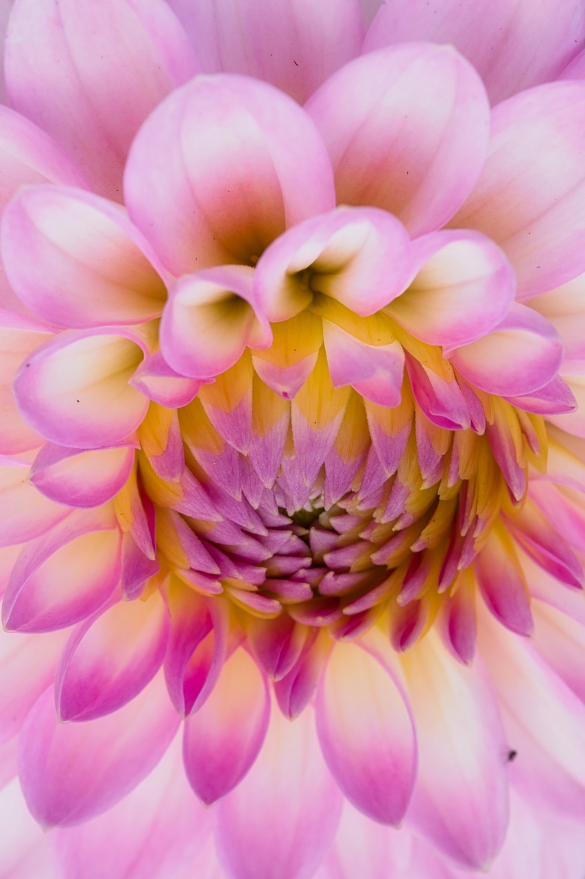 dahlia  bright  beauty free photo