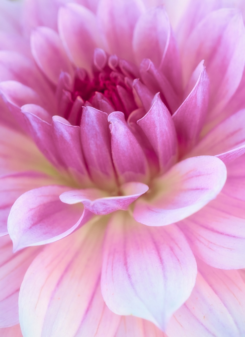 dahlia  beauty  bright free photo