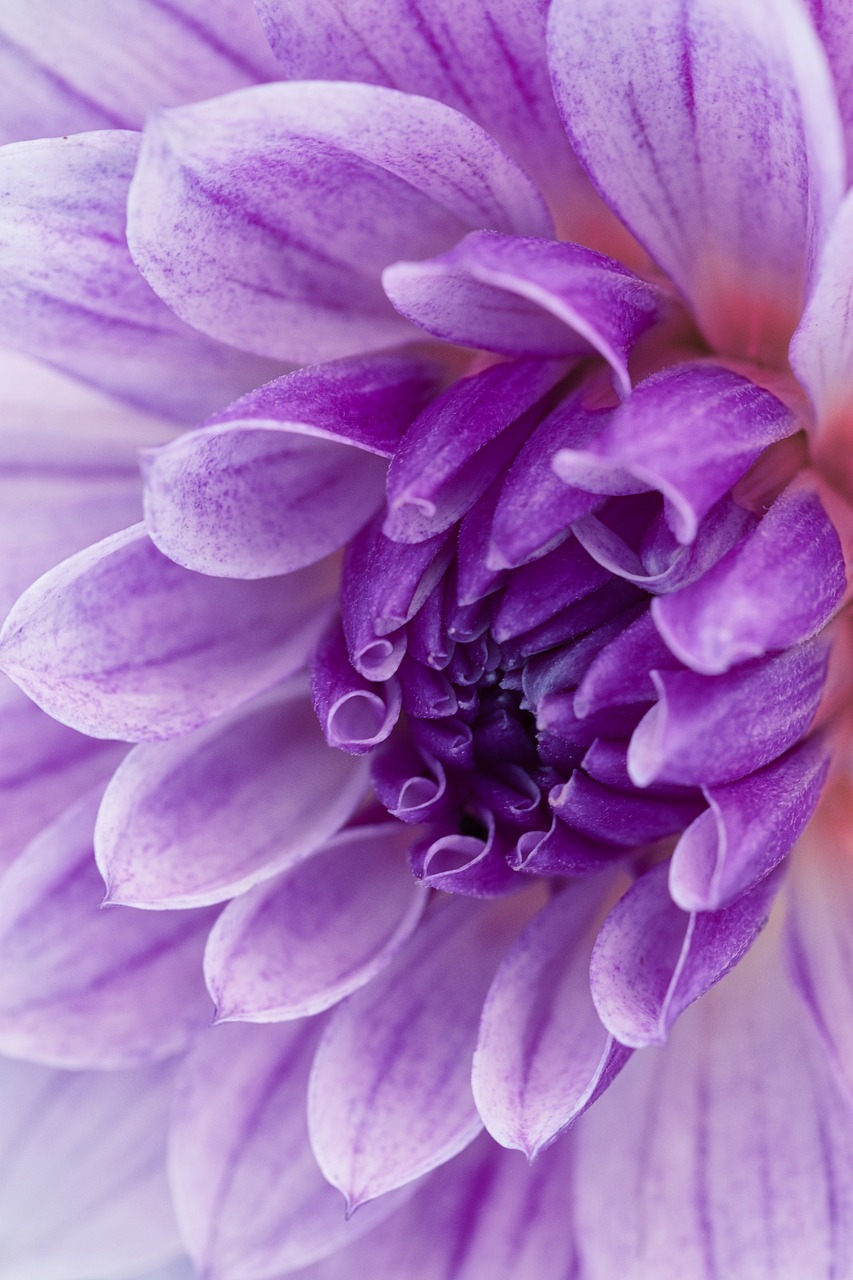 dahlia  purple  blossom free photo