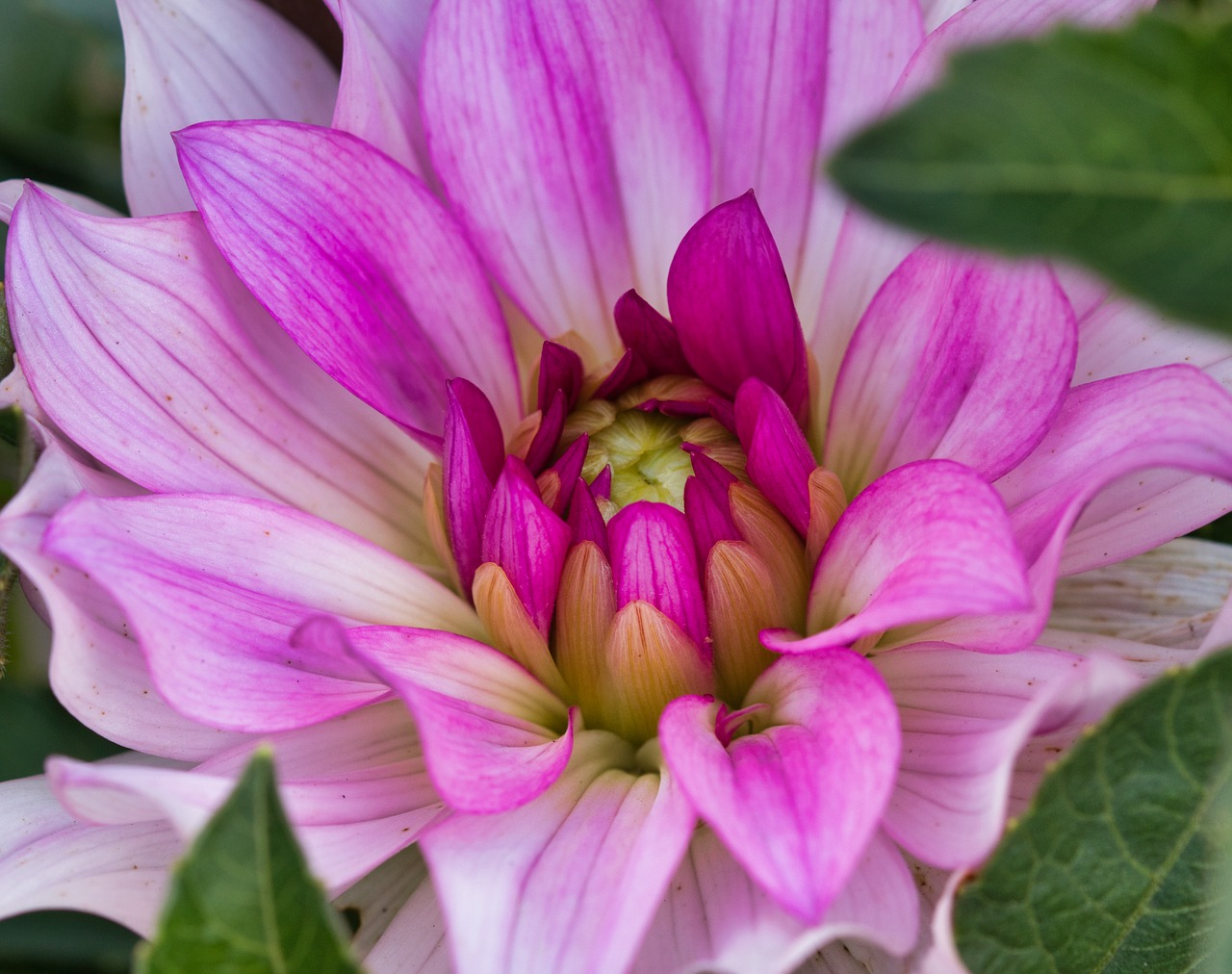 dahlia  blossom  bloom free photo