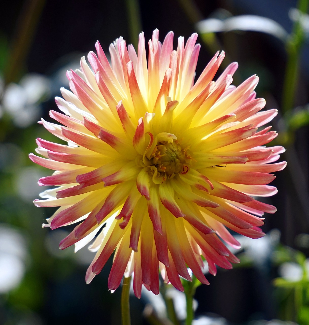 dahlia  blossom  bloom free photo