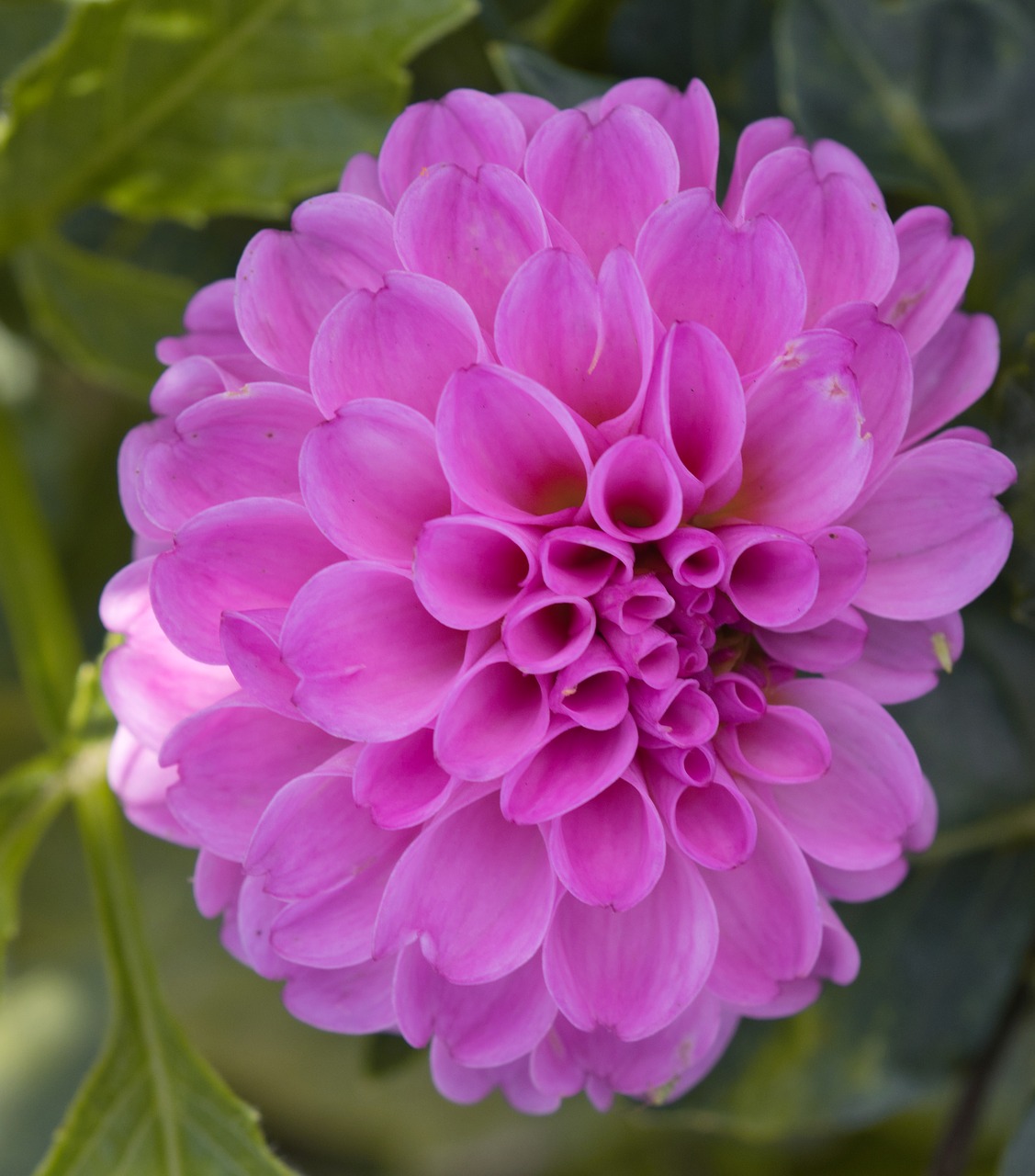 dahlia  pink  blossom free photo