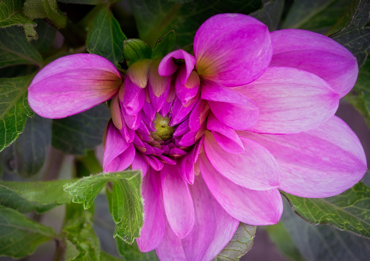 dahlia  bud  dahlia garden free photo