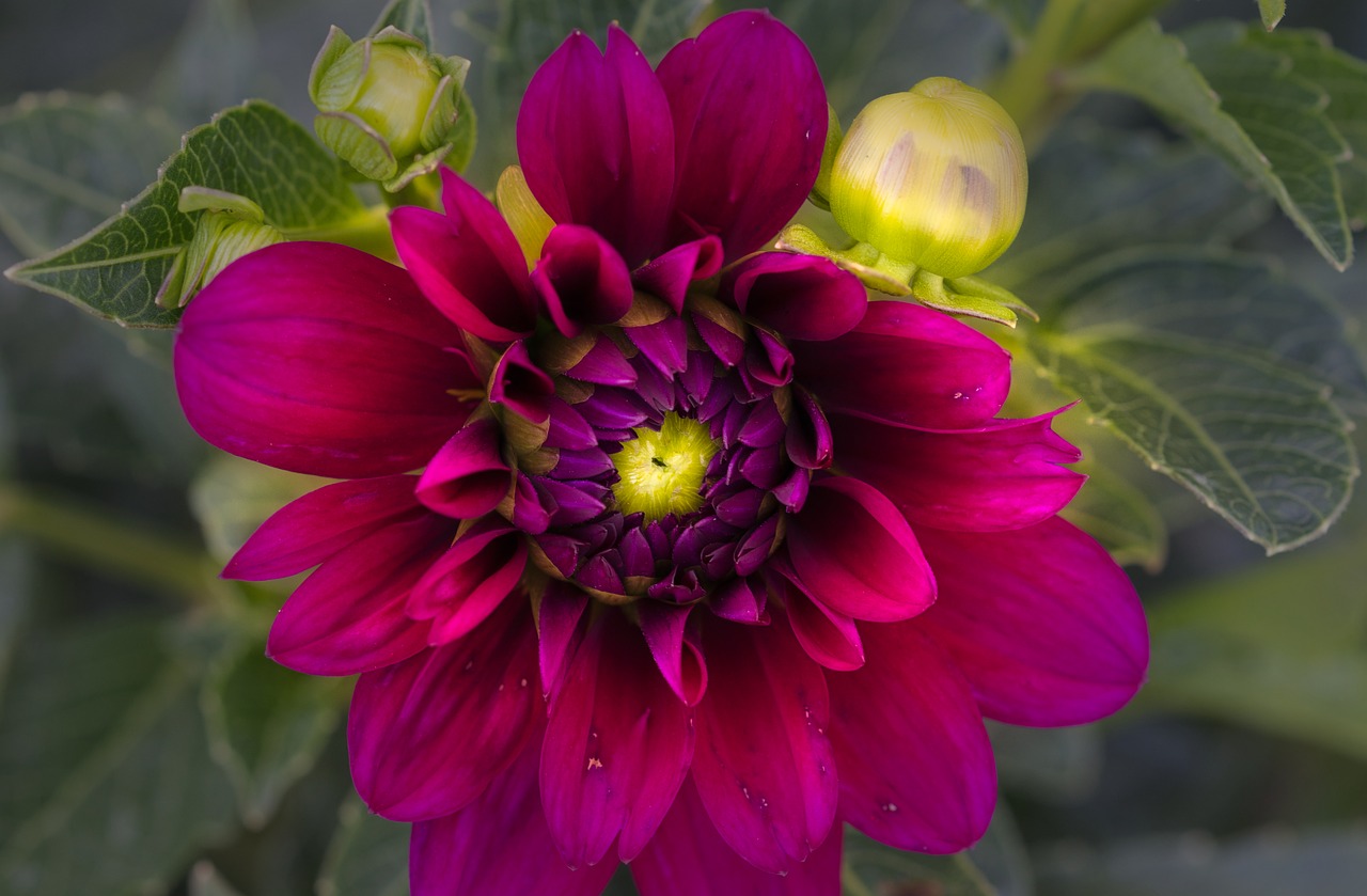 dahlia  bright  close up free photo