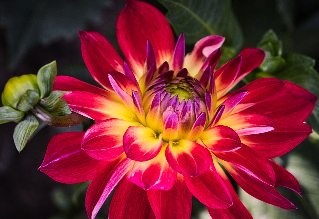 dahlia  red  bright free photo