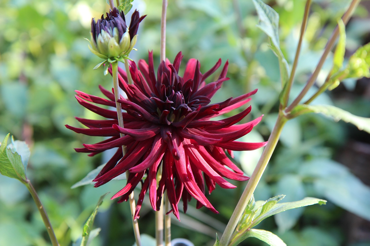 dahlia  dahlia claret  flowering free photo