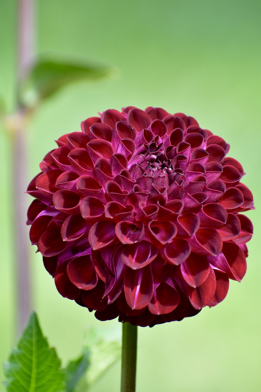 dahlia  flower  bloom free photo