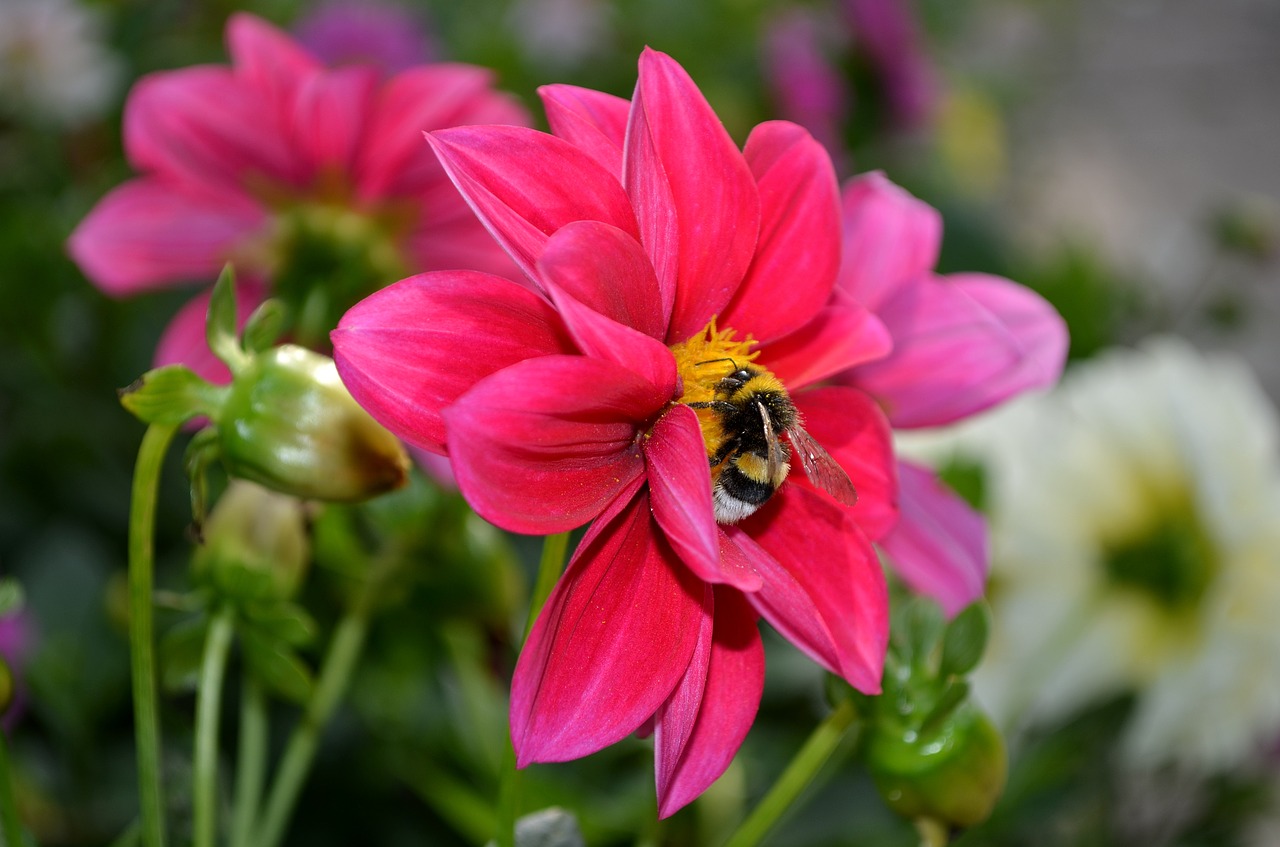 dahlia  flower  bumblebee free photo