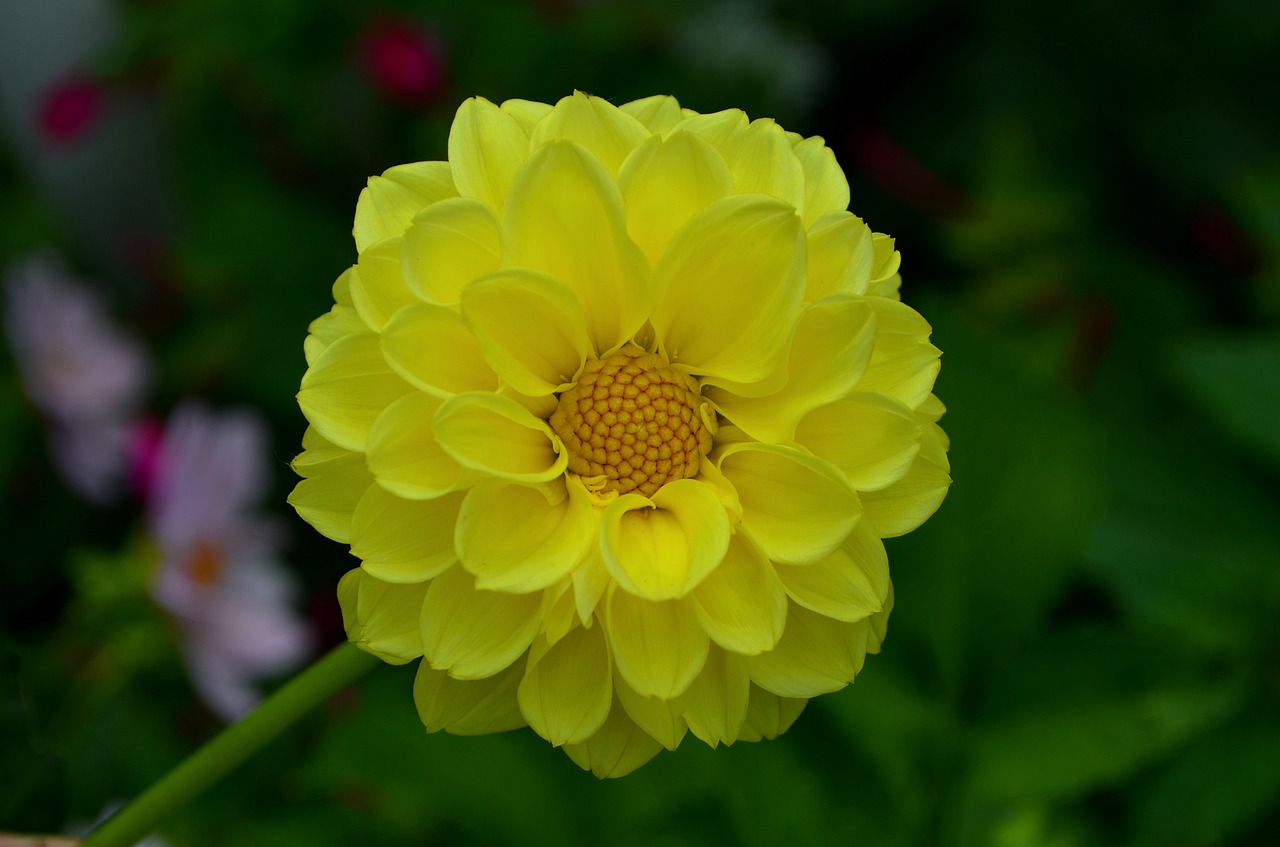 dahlia  flower  a yellow flower free photo