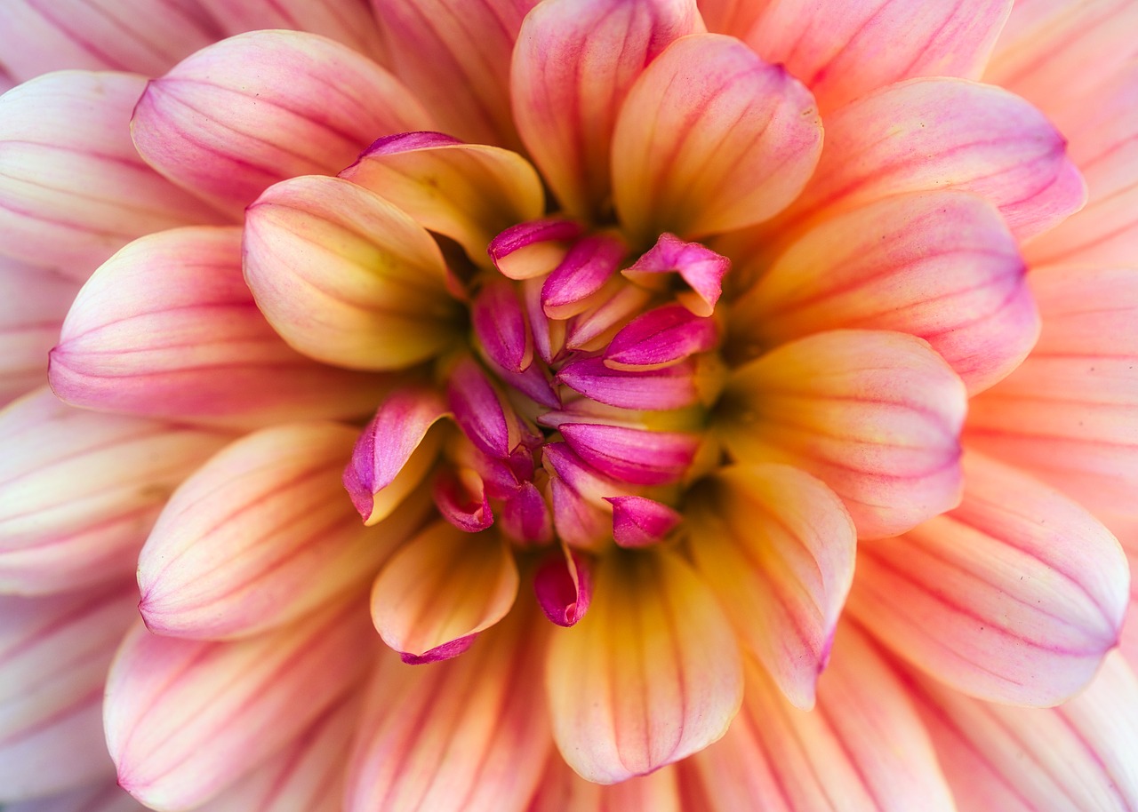 dahlia  bright  beauty free photo