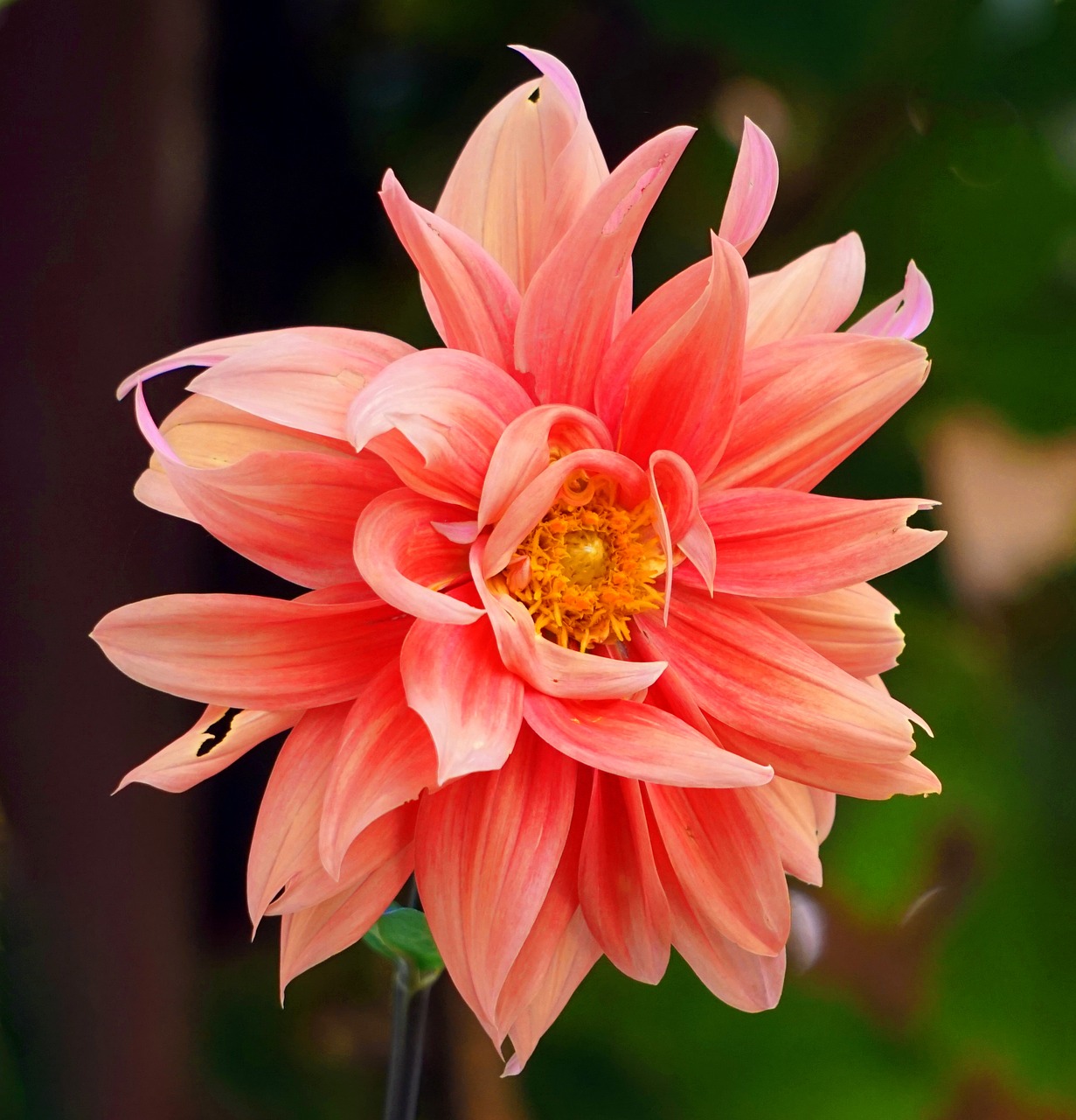 dahlia  blossom  bloom free photo