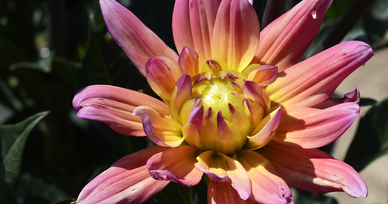 dahlia  flower  blossom free photo