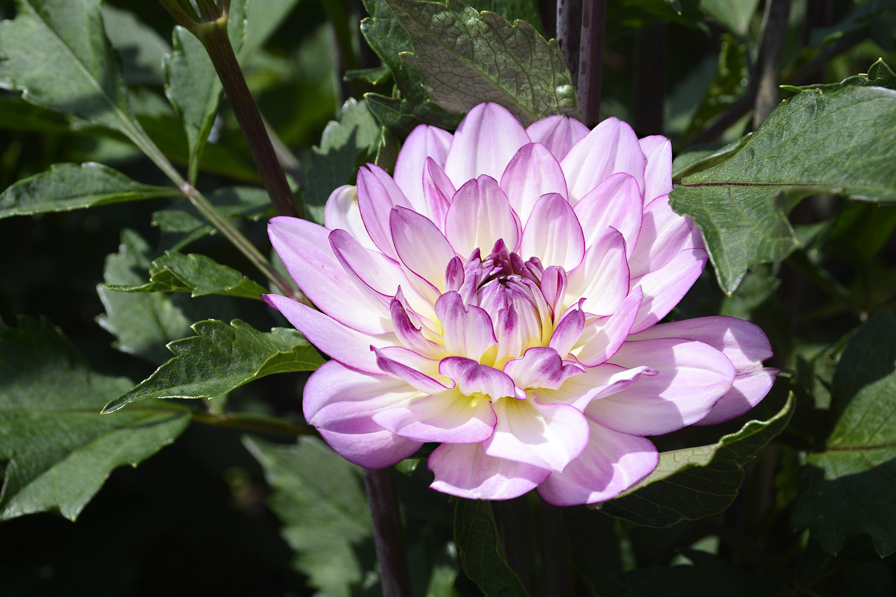 dahlia  flower  blossom free photo